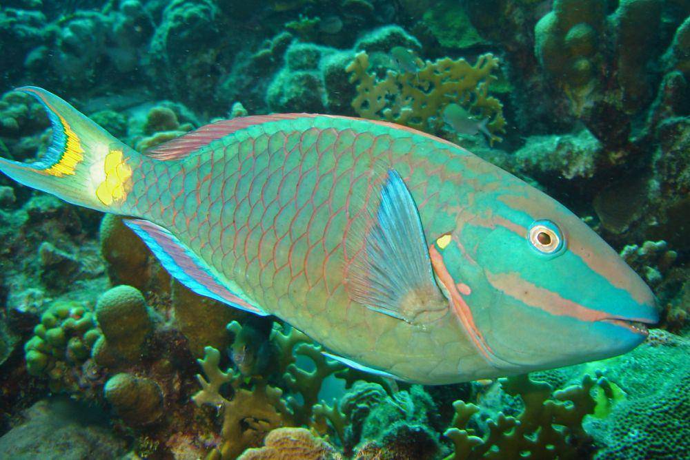 Ikan Kakaktua (commons.wikimedia.org/Adona9)