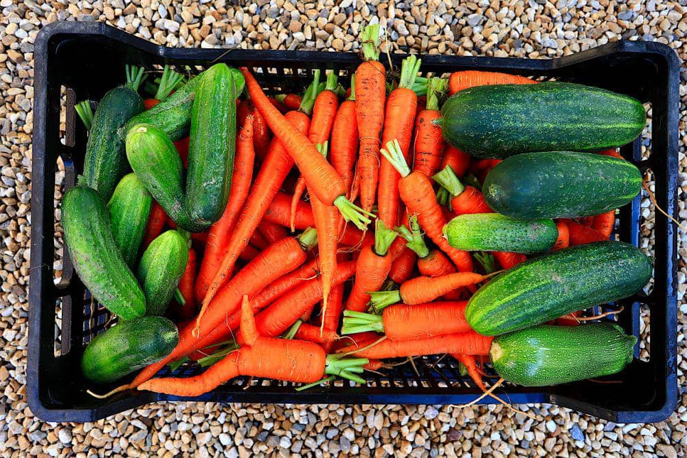 ilustrasi timun dan wortel (pixabay.com/RENE RAUSCHENBERGER)