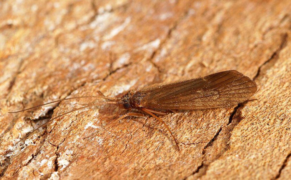 5	Fakta Lalat Caddis, Dapat Hidup di Air yang Tercemar
