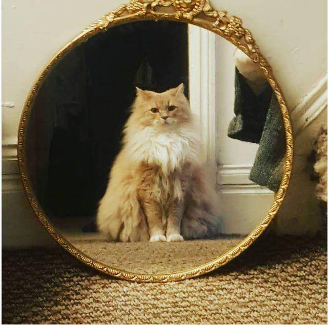 Potret kucing bercermin (reddit.com/Emloin)