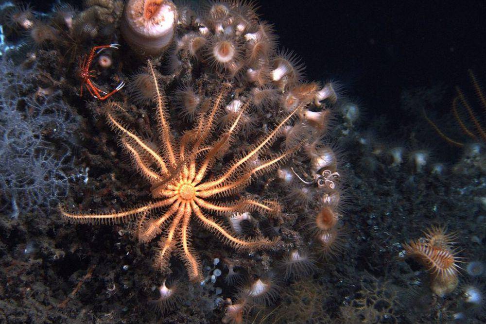 bintang laut Novodinia antillensis, karang Lophelia putih, anemon, dan semak karang putih (Leiopathes glaberrima), spons lollypop, dan lobster jongkok di perairan dalam (commons.wikimedia.org/NOAA Photo Library)