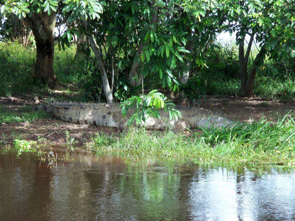 potret buaya Orinoco (commons.wikimedia.org/Aleon11)