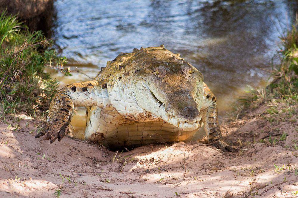 potret buaya Orinoco (commons.wikimedia.org/Fernando Flores)