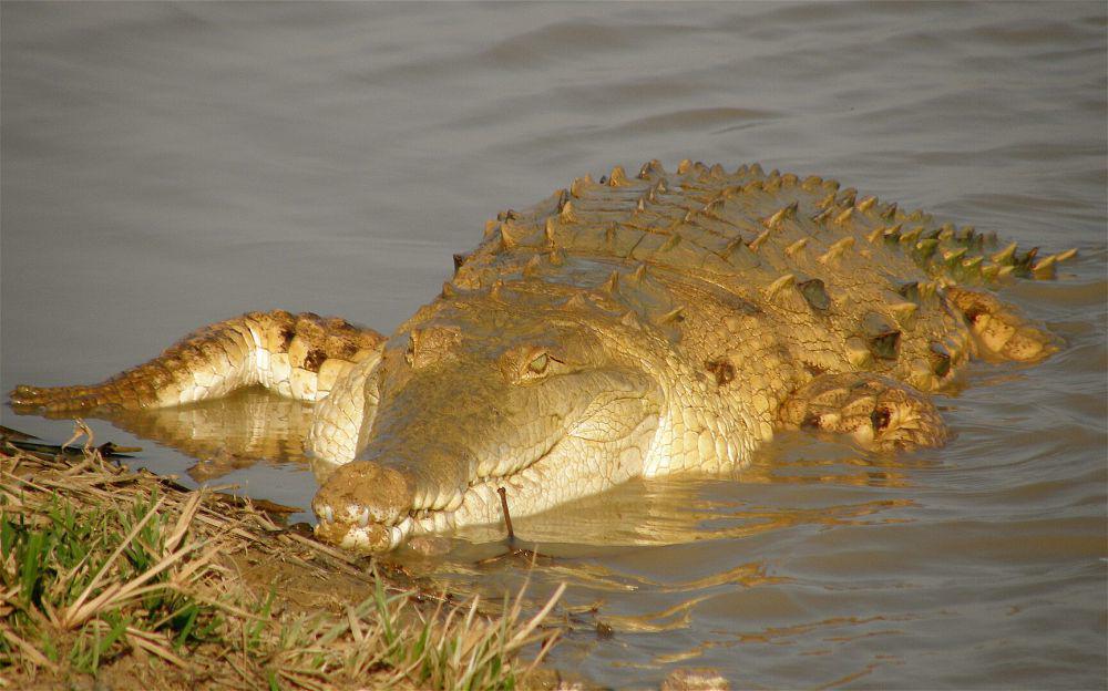 5 Fakta Unik Buaya Orinoco, Predator Endemik Penghuni Sungai Orinoco