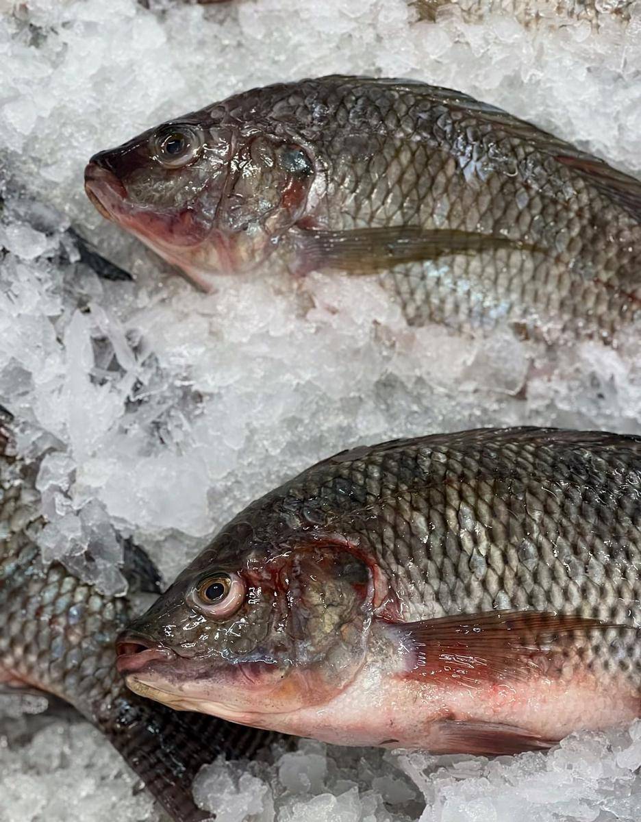 ilustrasi ikan segar (pixabay.com/kengkreingkrai)
