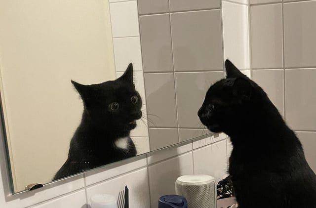 Potret kucing bercermin (reddit.com/missaligondor)