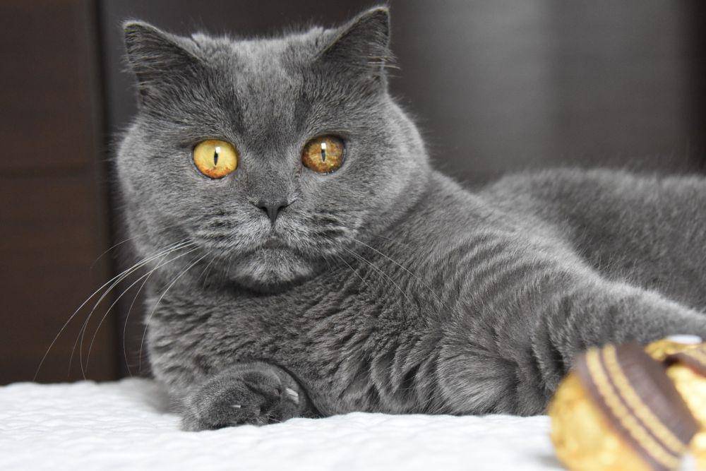 kucing jenis british shorthair (pixabay.com/Marianna_OLE)