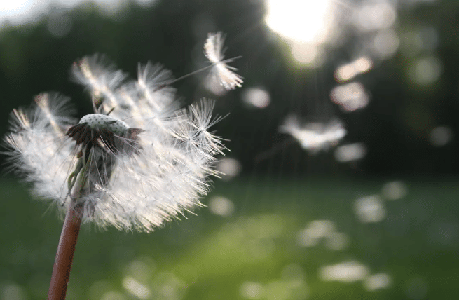 ilustrasi dandelion (pexels.com/nita)