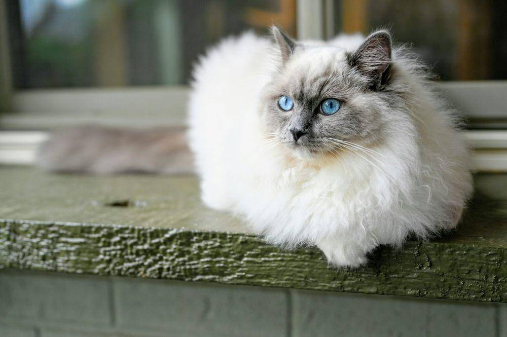 kucing jenis ragdoll (unsplash.com/David Brooke Martin)