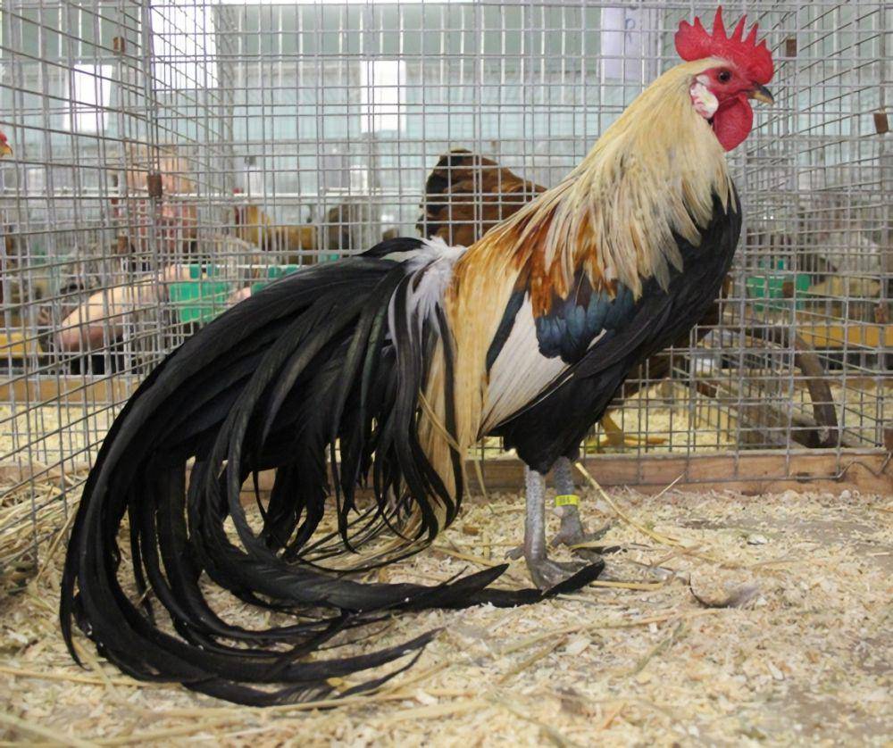 Ayam Onagadori (commons.wikimedia.org/Tsunade13)