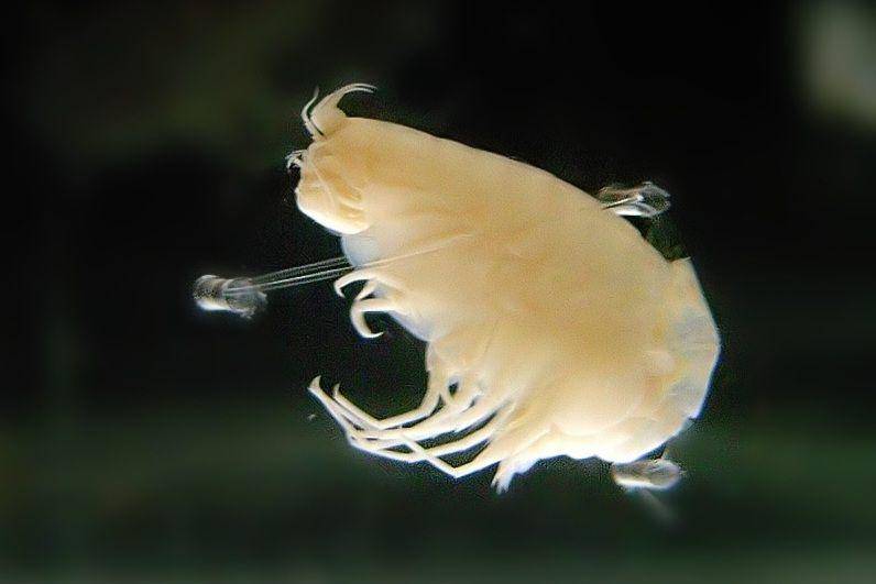 Amphipoda dari genus Hirondellea gigas hidup di kedalaman 10.900 meter di Palung Mariana. (commons.wikimedia.org/Daiju Azuma)