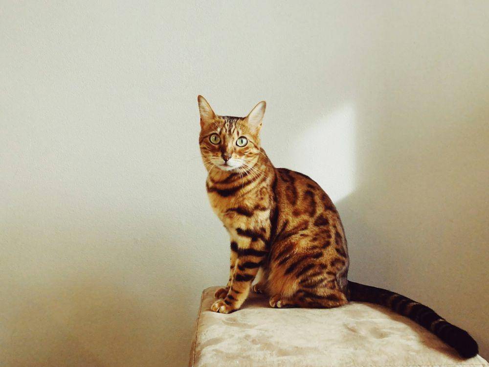 kucing jenis bengal (unsplash.com/Igor Karimov 🇺🇦)