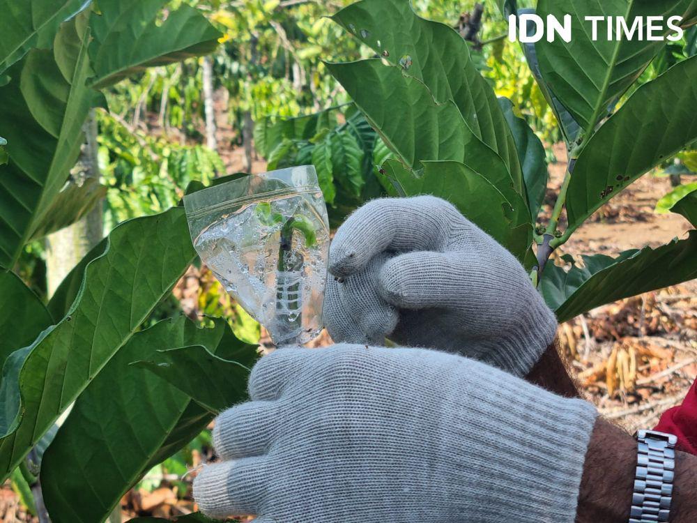 Upaya Disbun Meningkatkan Branding dan Kualitas Kopi Lahat