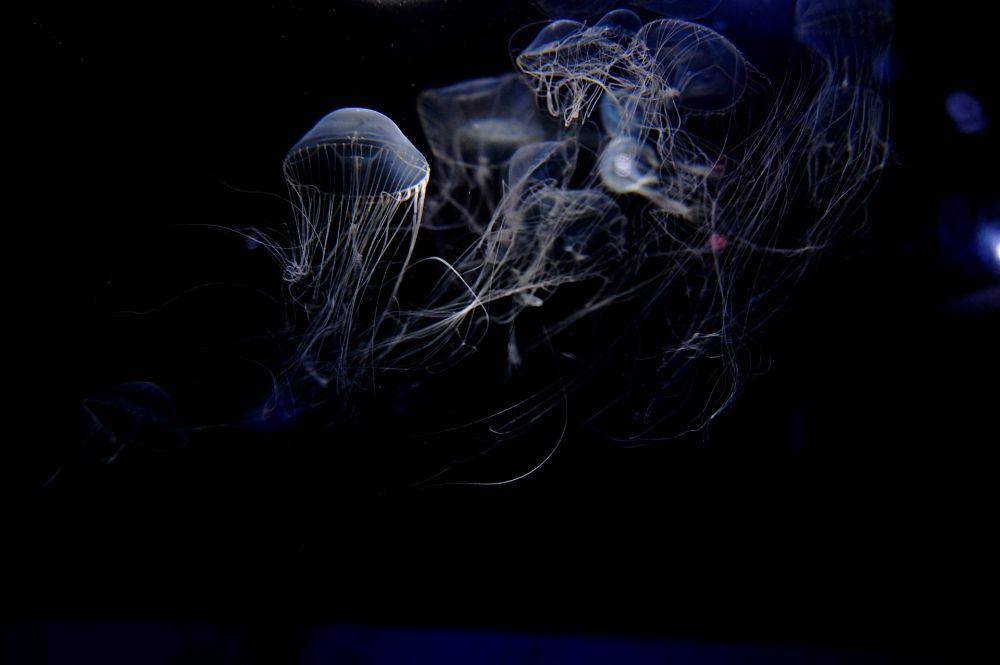 Ilustrasi makhluk laut di point nemo (pixabay.com/k_notgeil)