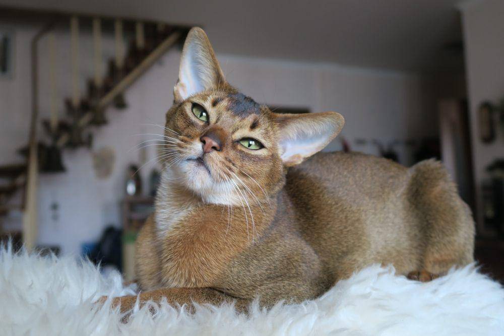 kucing jenis abyssinian (pixabay.com/tsapenkodg)