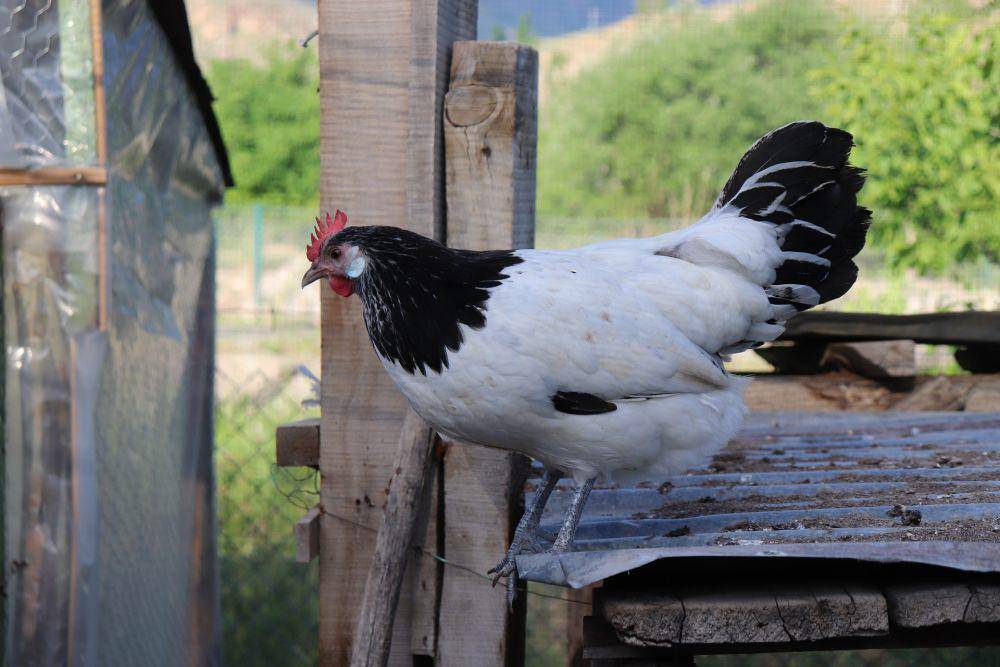 Ayam Lakenvelder (pixabay.com/HarikalarDiyari)