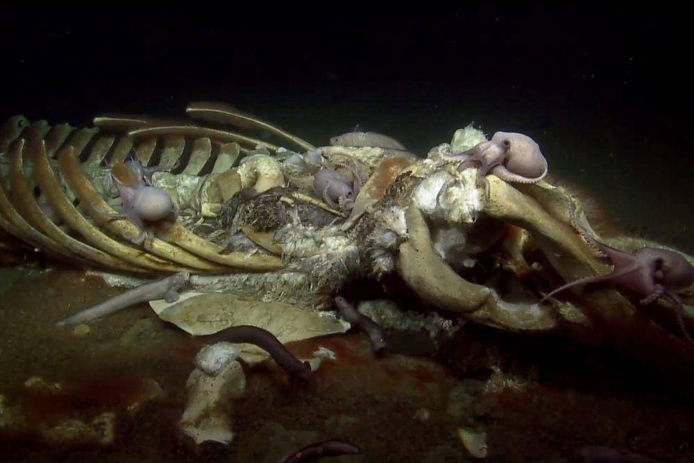 kerangka paus di dasar laut (commons.wikimedia.org/OET/NOAA/National Marine Sanctuaries)