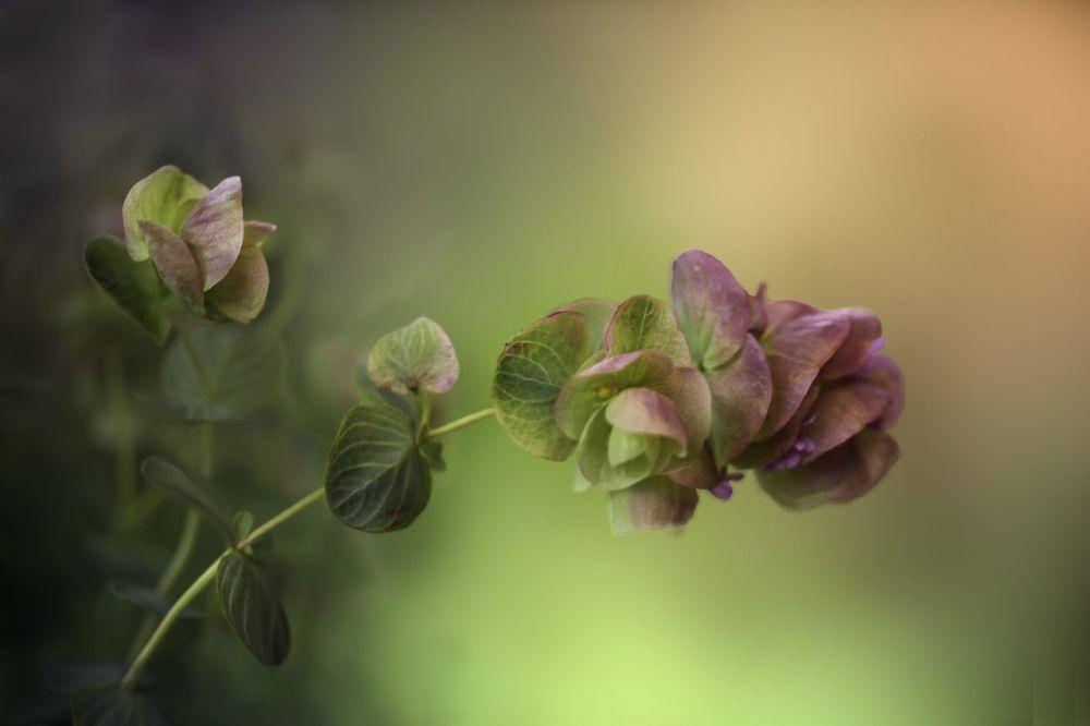 ilustrasi oregano hias (pixabay.com/Gab-Rysia)