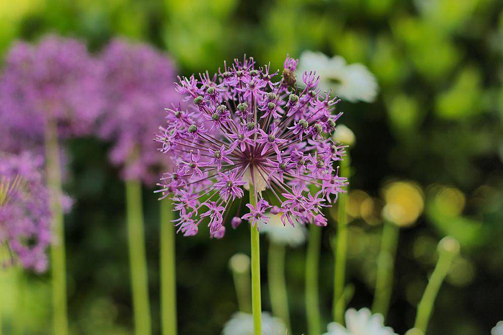 ilustrasi tanaman hias allium tuberosum (pixabay.com/HansLinde)