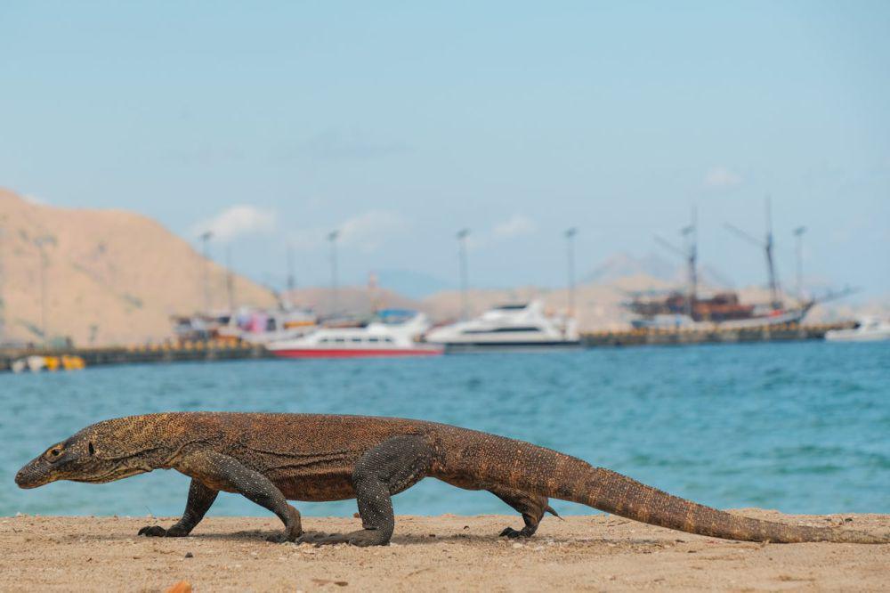 Cara ke Pulau Komodo dari Labuan Bajo, Bisa Naik Kapal Pinisi