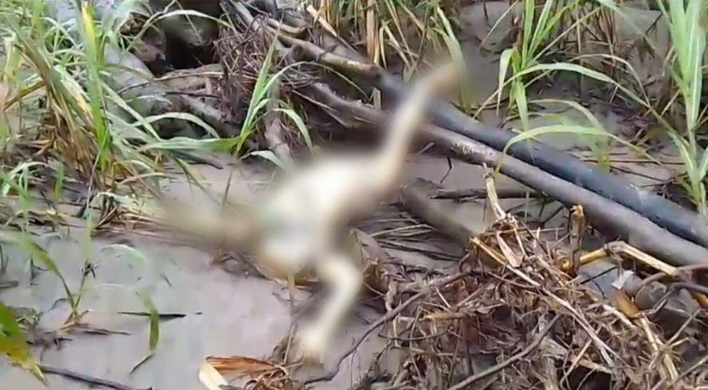 Viral Penemuan Mayat di Aparuka Mimika, Polisi Selidiki