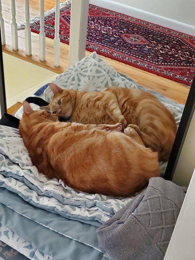 Potret kucing bercermin (reddit.com/stationary_nomad)