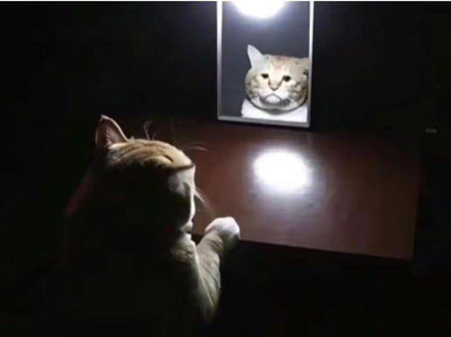 Potret kucing bercermin (reddit.com/SHRUBBYSTEAK)