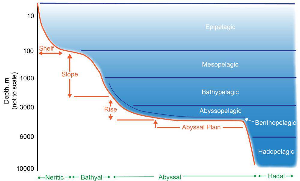 ilustrasi skema zonasi di lautan (commons.wikimedia.org/Deepdisco)