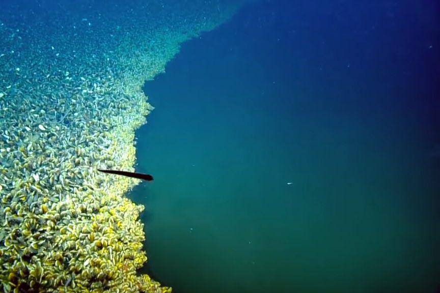 danau bawah laut (youtube.com/@NaturalWorldFacts)