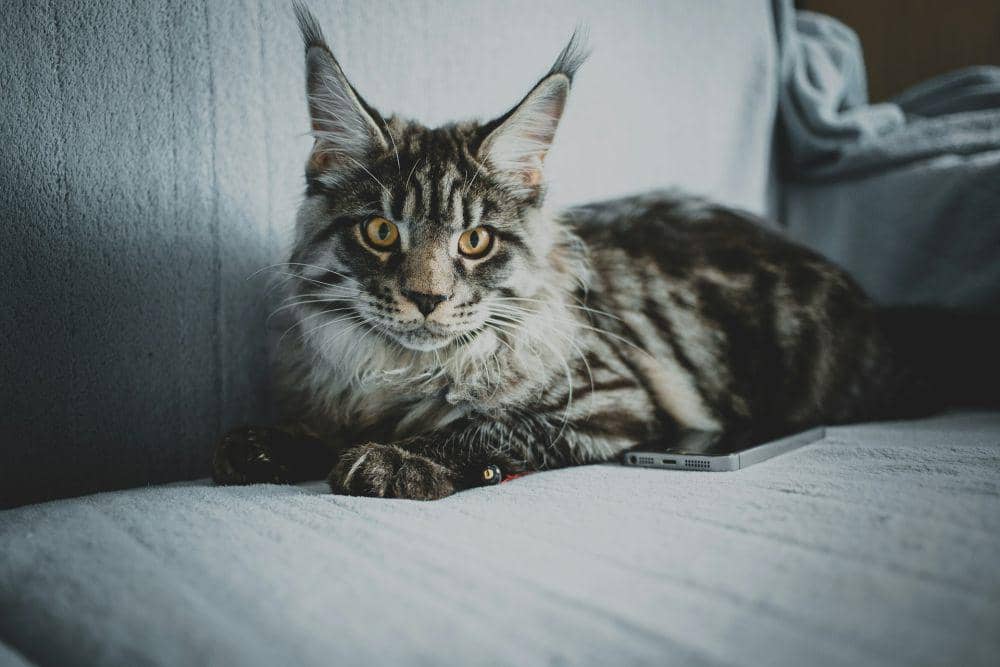 kucing jenis maine coon (unsplash.com/Sergei Wing)