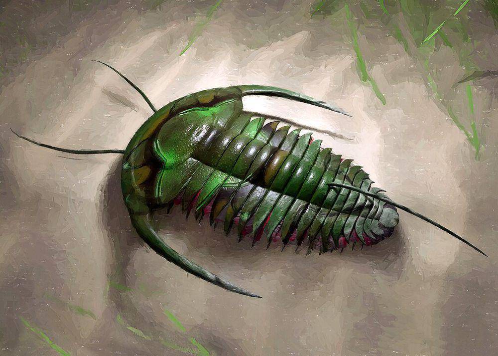 ilustrasi trilobita (wikimedia.org/Віщун)
