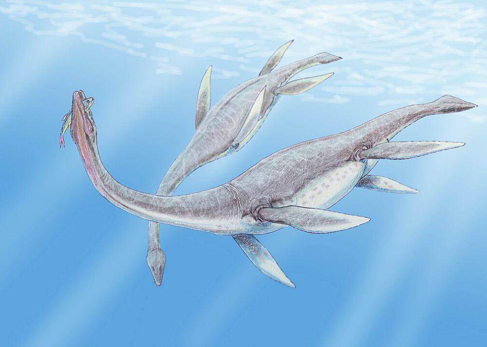 ilustrasi plesiosaurus (wikimedia.org/Dmitry Bogdanov)