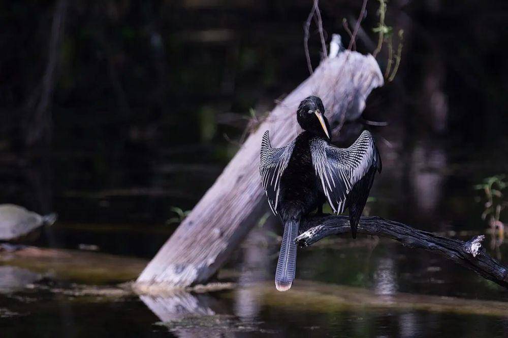 ilustrasi Anhinga (animalia.bio)