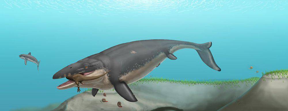ilustrasi mosasaurus (wikimedia.org/Jonagold2000)