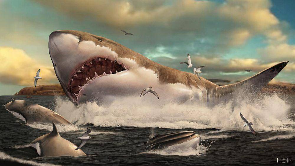 ilustrasi hiu megalodon (wikimedia.org/Hugo Saláis)