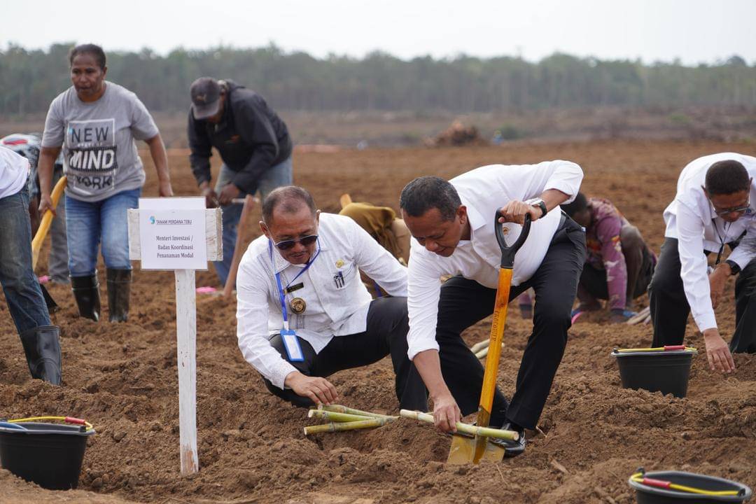 Menteri Investasi/Kepala Badan Koordinasi Penanaman Modal (BKPM) Bahlil Lahadalia melakukan penanaman tebu perdana pada proyek hilirisasi perkebunan tebu, pabrik gula, dan bioetanol di Kabupaten Merauke, Provinsi Papua Selatan, Selasa (23/7). (Dok. BKPM)
