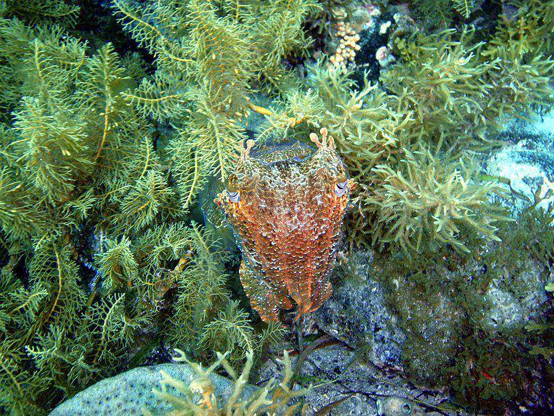 Ilustrasi Sepia apama yang pandai berkamuflase menyerupai lingkungan sekitarnya (commons.m.wikimedia.org/Peter Southwood)