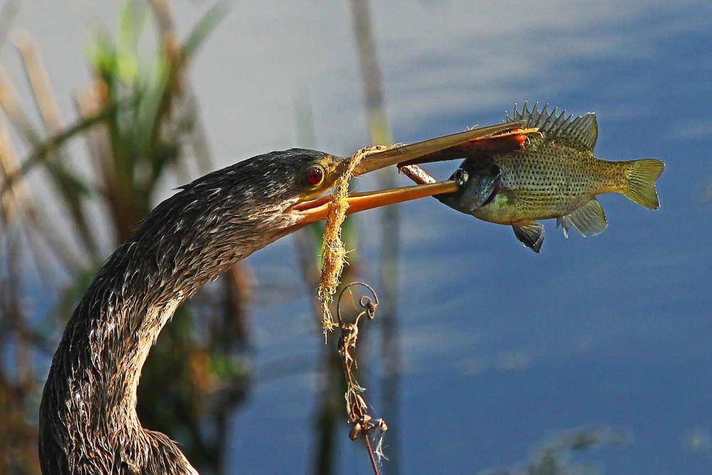 ilustrasi Anhinga (animalia.bio)