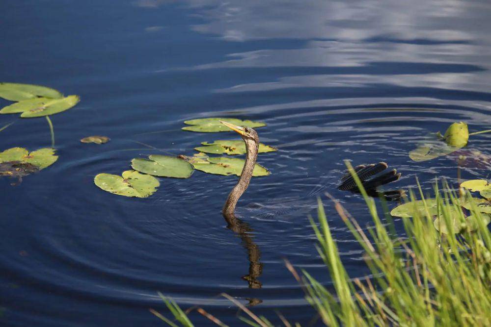 ilustrasi Anhinga (animalia.bio)