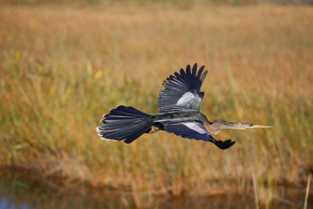 ilustrasi Anhinga (animalia.bio)