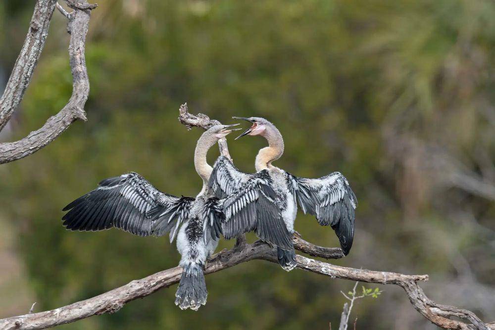 ilustrasi Anhinga (animalia.bio)