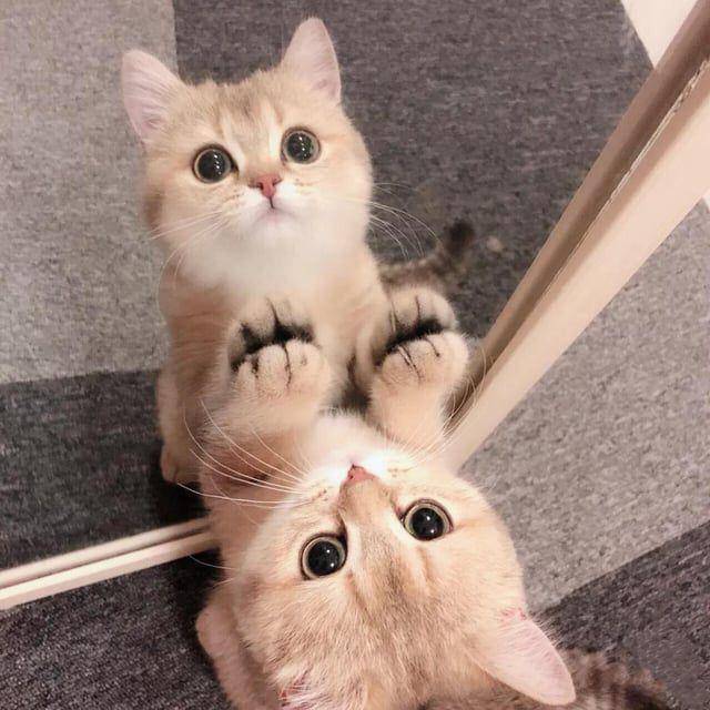 Potret kucing berkaca (reddit.com/ValentinaHernandezzz)