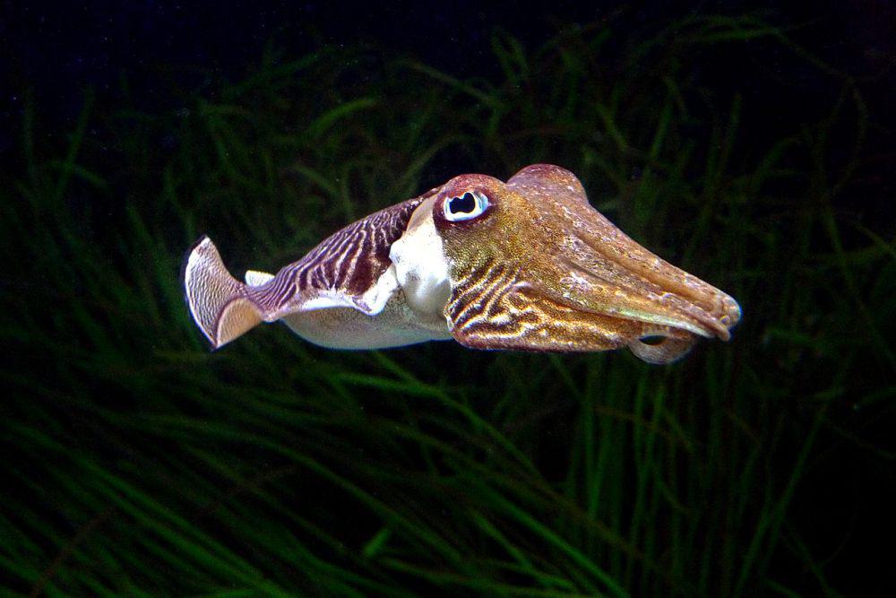 Mengenal 5 Spesies Sotong dari Famili Sepiidae dan Persebarannya