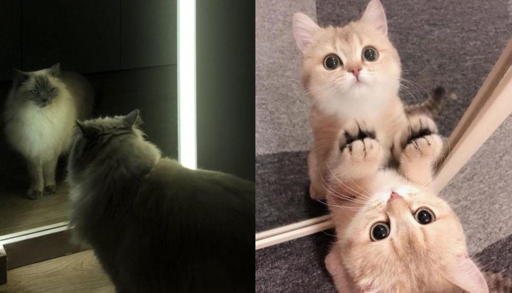 9 Potret Kucing Bercermin dengan Berbagai Ekspresi dan Gaya, Gemas!