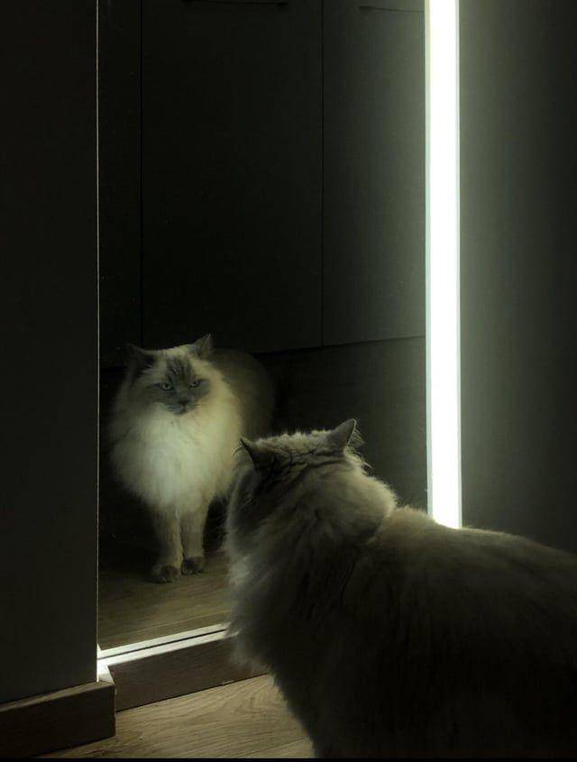 Potret kucing berkaca (reddit.com/xsweetxpupperx)