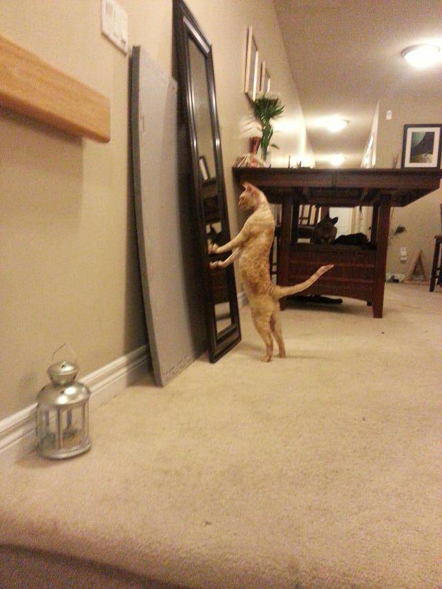 Potret kucing berkaca (reddit.com/BruceWayneShepard)