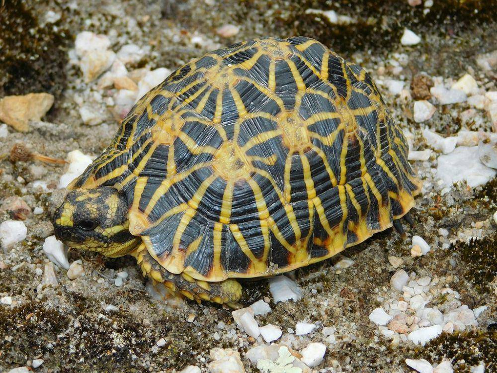 Kura-kura geometri (inaturalist.org/paul_bester)