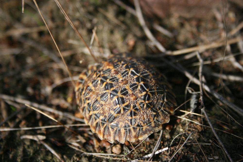 Kura-kura geometri (inaturalist.org/jacquesmerwe923)