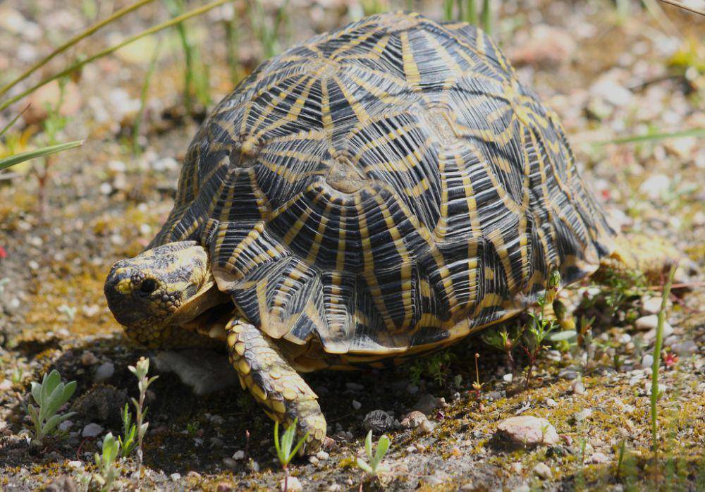 Kura-kura geometri (inaturalist.org/ryanvanhuyssteen)