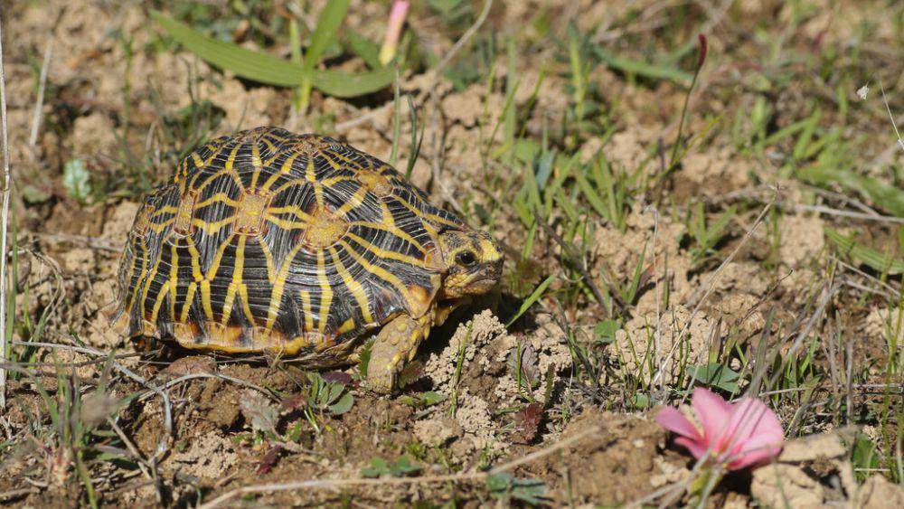 Kura-kura geometri (inaturalist.org/ottob-c)